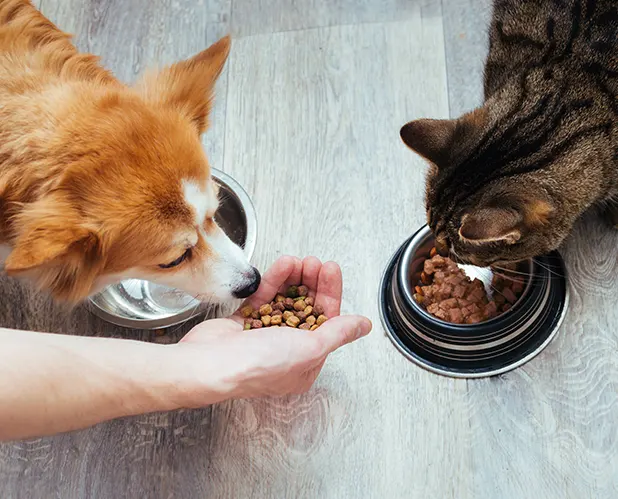 Alimentation animale : les clés pour une nutrition équilibrée