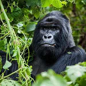 Le gorille des montagnes