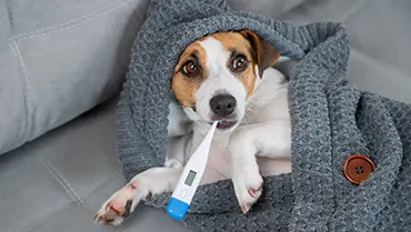 Les maladies infectieuses