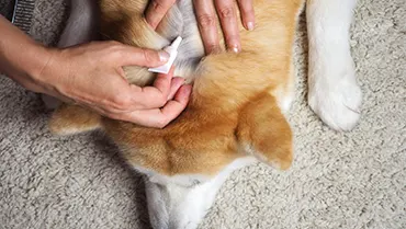 Les maladies parasitaires