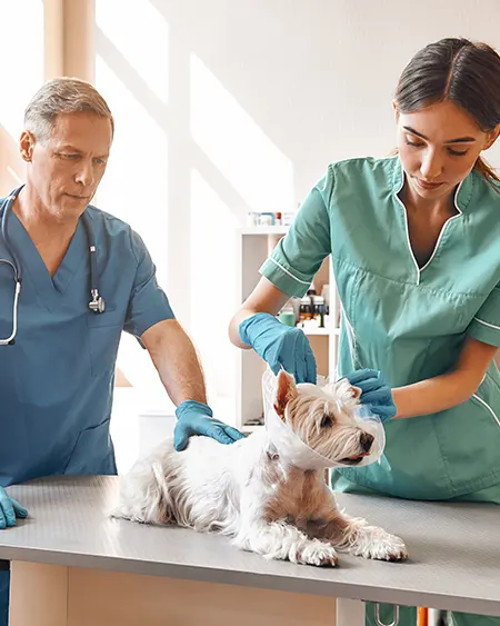 Suivre une formation vétérinaire : un parcours passionnant au service des animaux